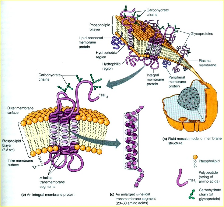 736x680 65 Best Ap Bio Unit 2