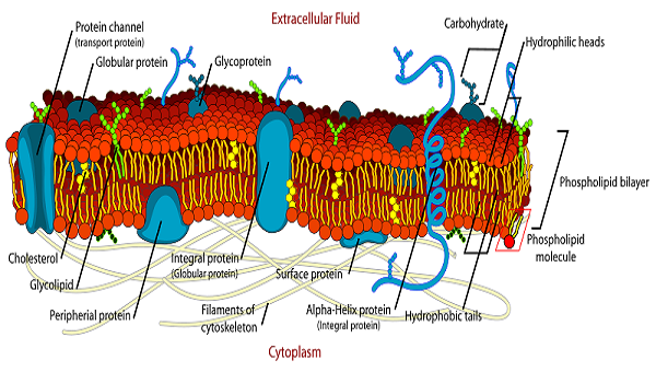 600x340 Plasma Membrane Of A Cell Definition, Function Amp Structure