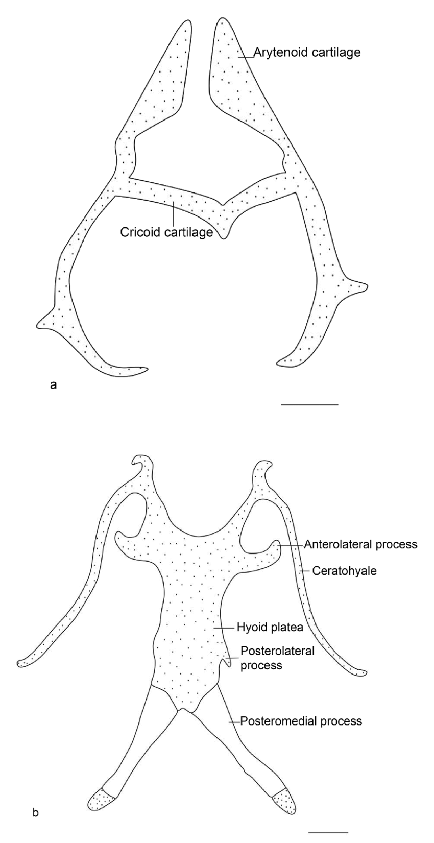 850x1651 Hyolaryngeal Apparatus Of Atelopus Muisca. A. Larynx. B. Hyoid
