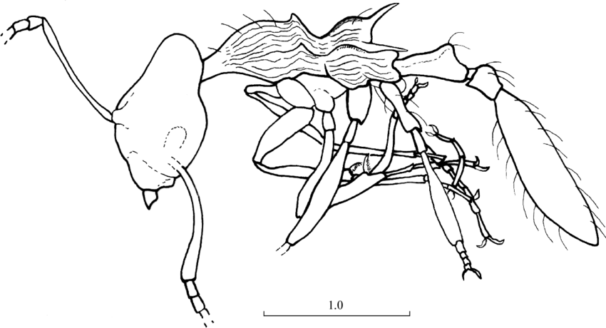 850x460 Line Drawing Based On A Photograph Of The Presumed Original