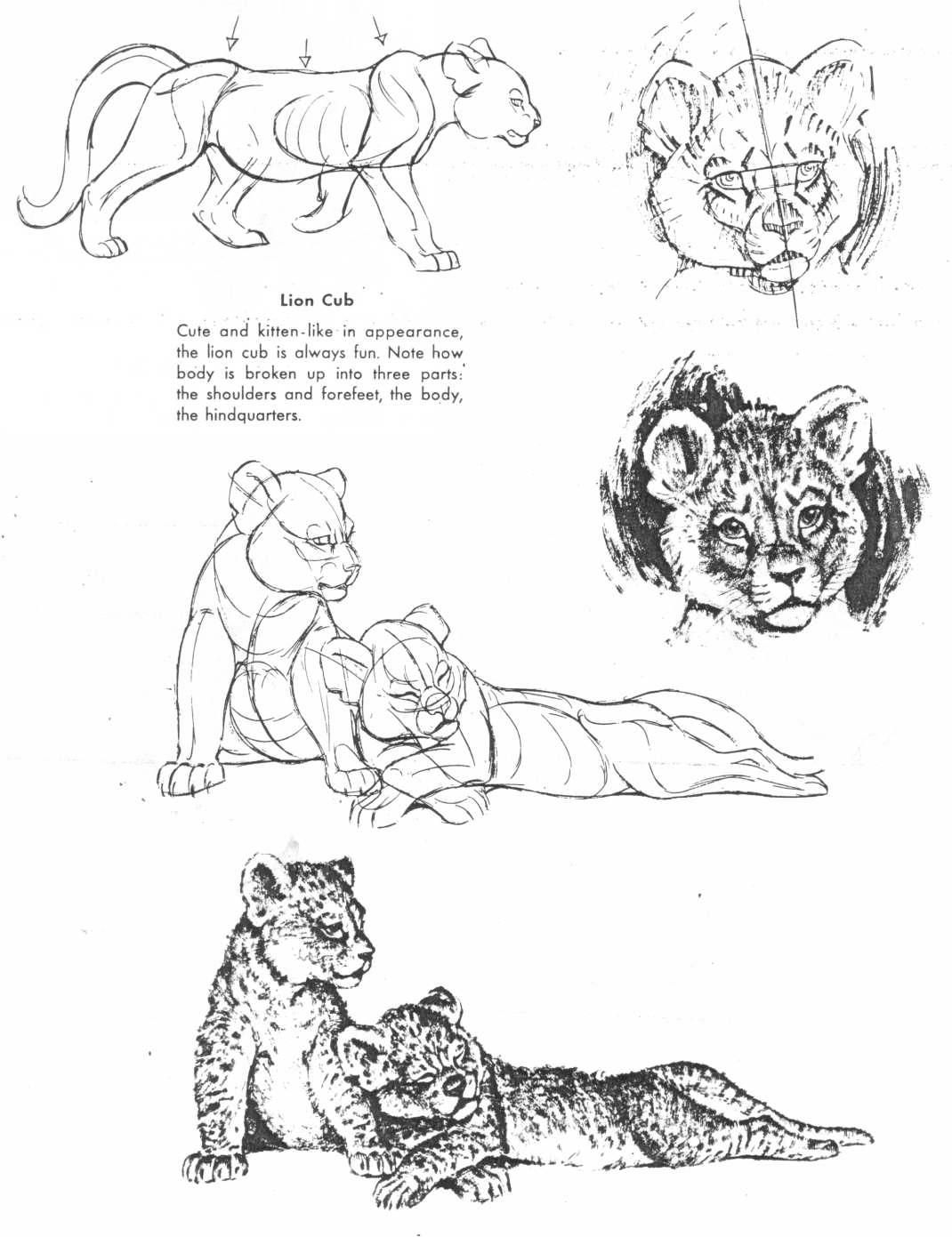 1070x1391 Art Of Animal Drawing Book The Art Of Animal Drawing