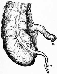Appendix Drawing