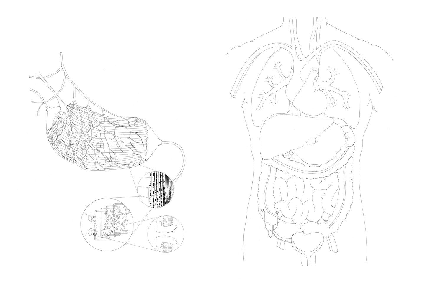 Appendix Drawing at GetDrawings | Free download