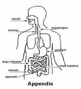 271x300 The Human Appendix Does Have Purpose After All Finds Duke