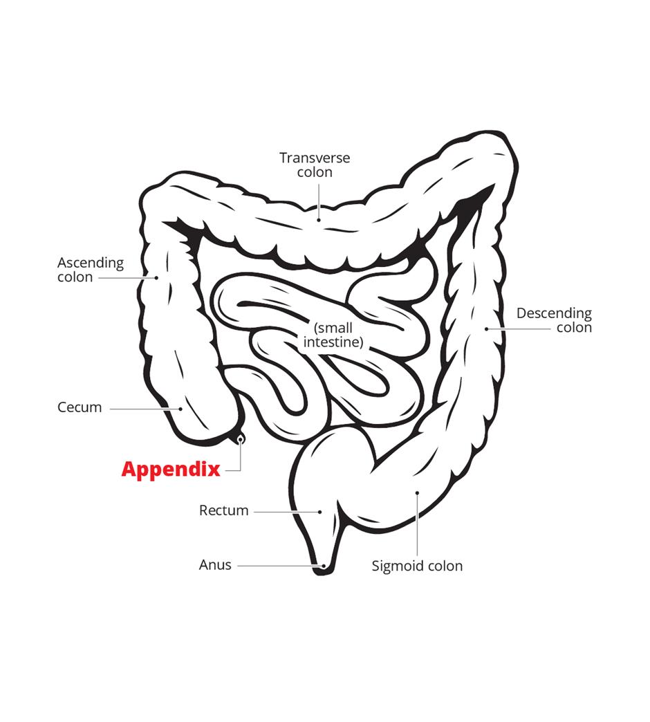 Appendix Drawing at GetDrawings | Free download