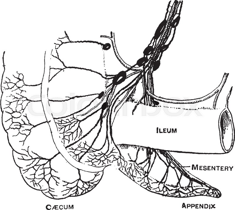 800x715 This Diagram Represents Lymphatics Of The Caecum And Appendix