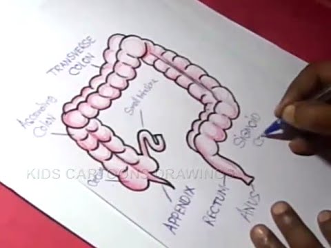 480x360 How To Draw Human Large Intestine Appendix Anatomy Drawing