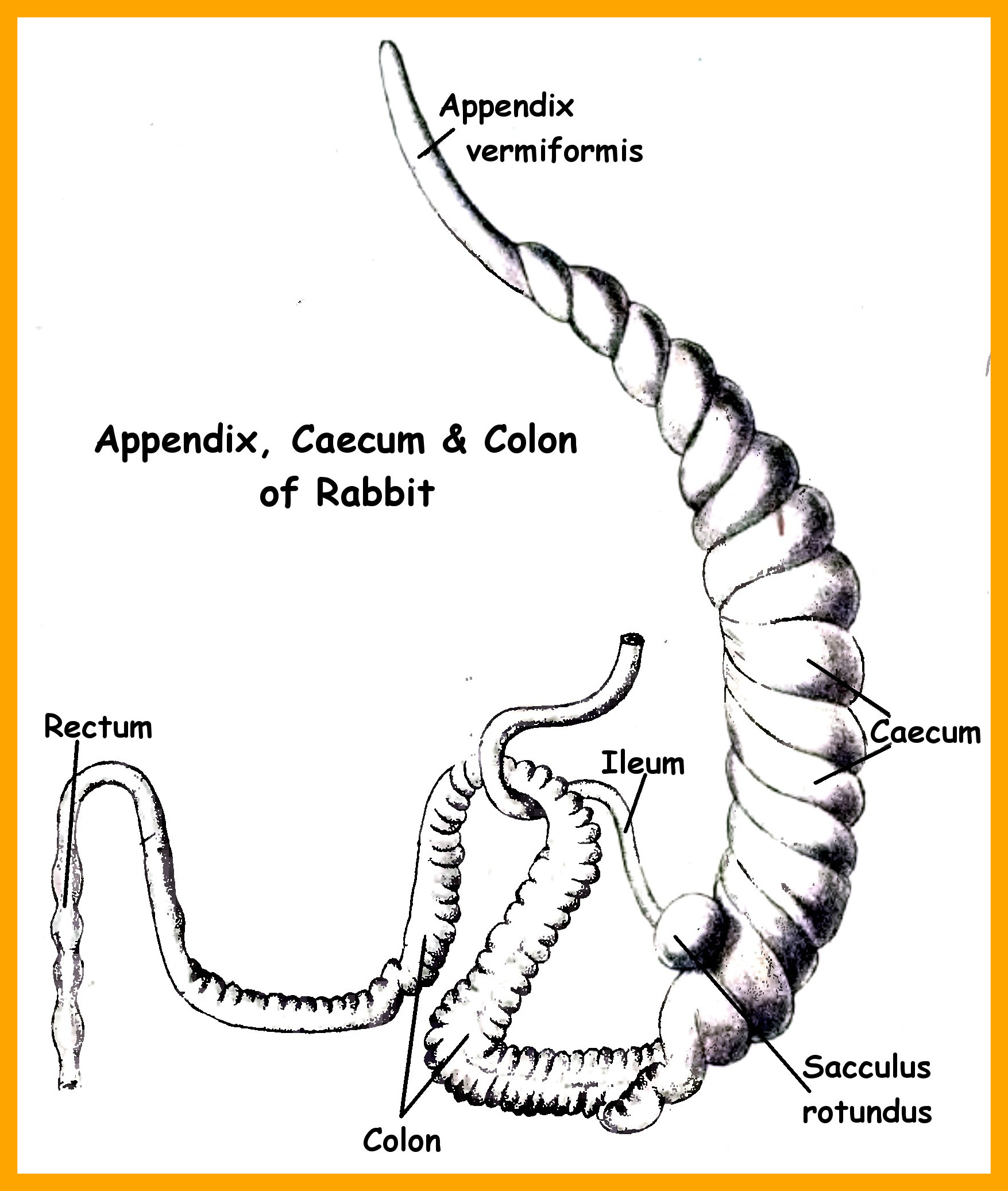 Male Anatomy Diagram Appendix - Lateral view of the orbit region of