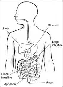 212x290 Could Your Appendix Save Your Life Minnpost