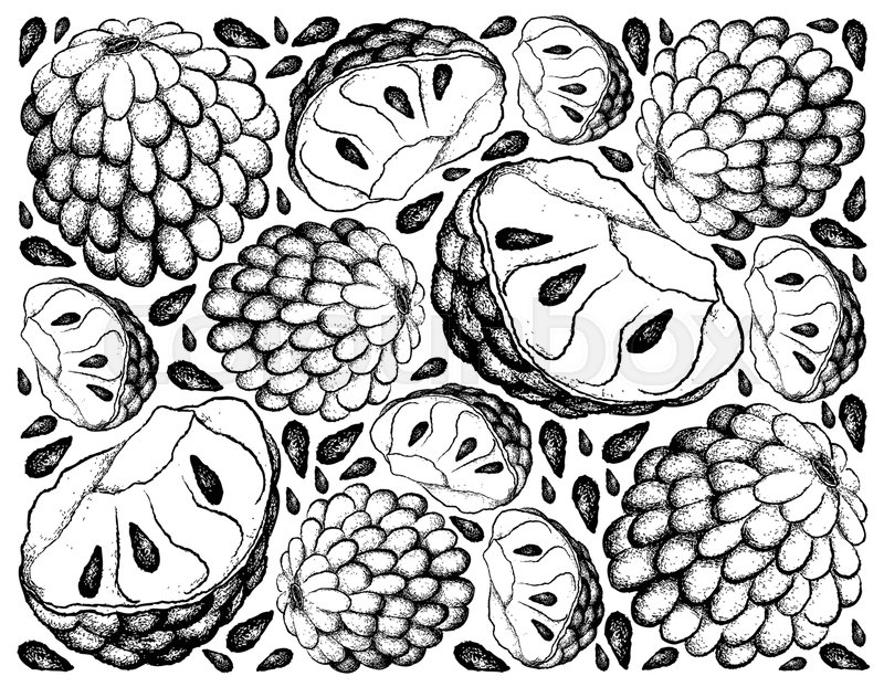 800x622 Tropical Fruit, Illustration Wallpaper Background Of Hand Drawn
