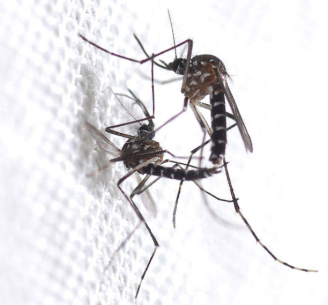 644x600 Dengue Fever On The Rise, 80 Percent Of Cases Caused By Asian