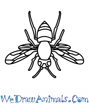 300x350 How To Draw An Asian Hornet