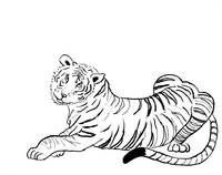 200x158 Stunning Asian Tiger Other Drawings And Illustrations For Sale