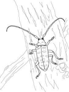 225x300 Tiger Beetle For Coloring Page