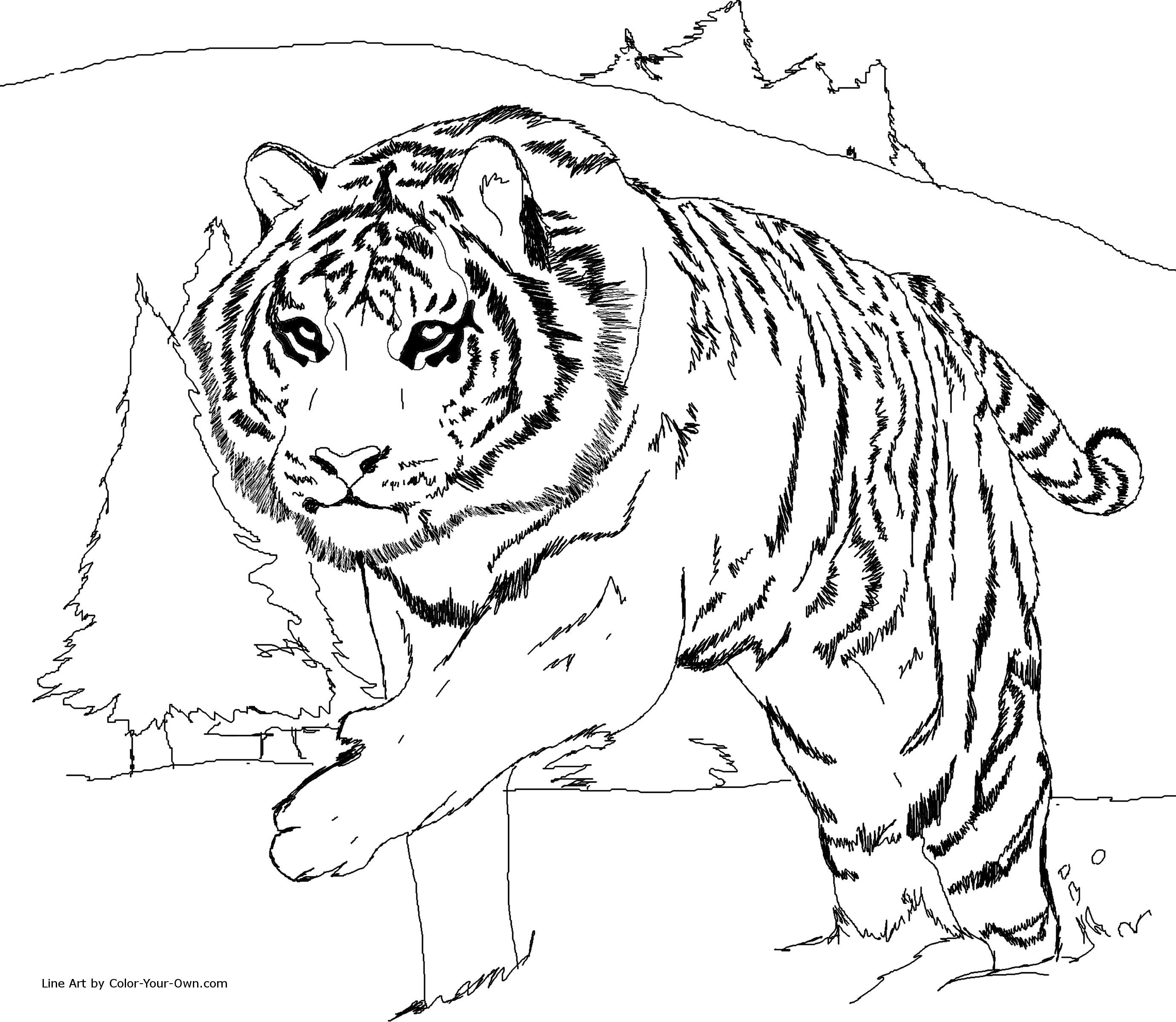 2762x2400 Asian Lion Easy Lion And Tiger Coloring Pages