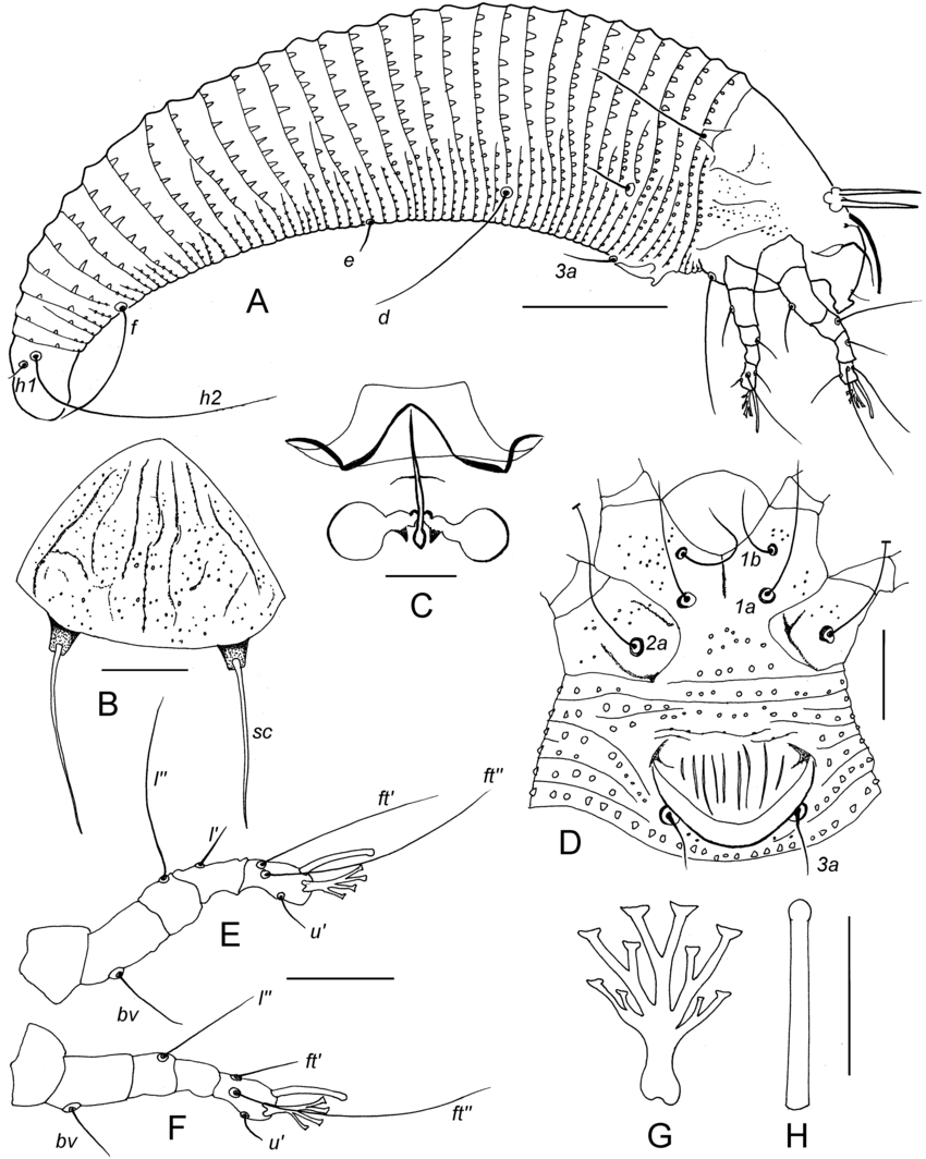 850x1064 Drawings Of Aculus Althaeus N. Sp. (Female). A Lateral Aspect