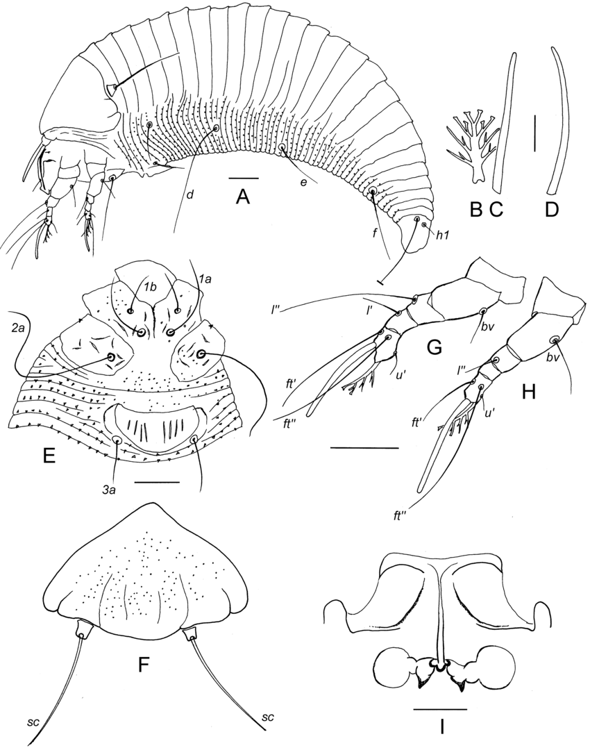 850x1077 Drawings Of Aculus Karadagensis N. Sp. (Female). A Lateral Aspect