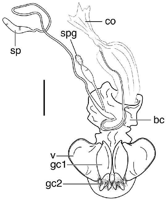 538x650 Line Drawing Of Female Reproductive Tract Of Stenomorphus