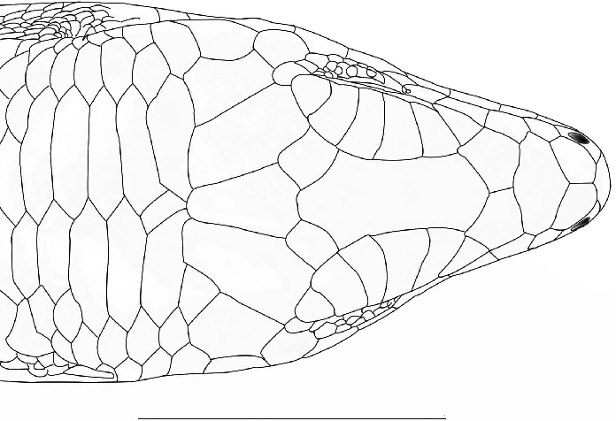 696x476 Line Drawing Showing Arrangement Scales On Dorsal Aspect