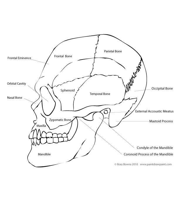 600x700 Paint Draw Paint, Learn To Draw Drawing Basics Anatomy Of The Skull