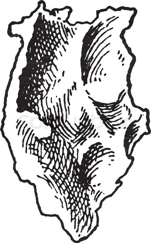 497x800 This Illustration Represents Inner Aspect Of Lachrymal Bone