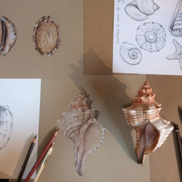 624x624 Introduction To Drawing In Colored Pencils Cannon Beach Arts