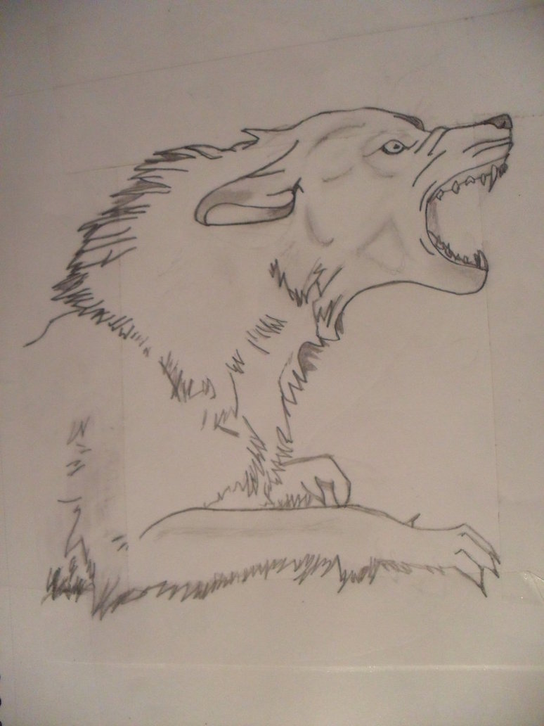 774x1032 Wolf Attack By Cheslyn