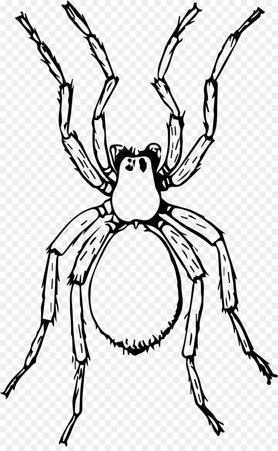 900x1460 Miss Spider Drawing Aunt Sponge Clip Art