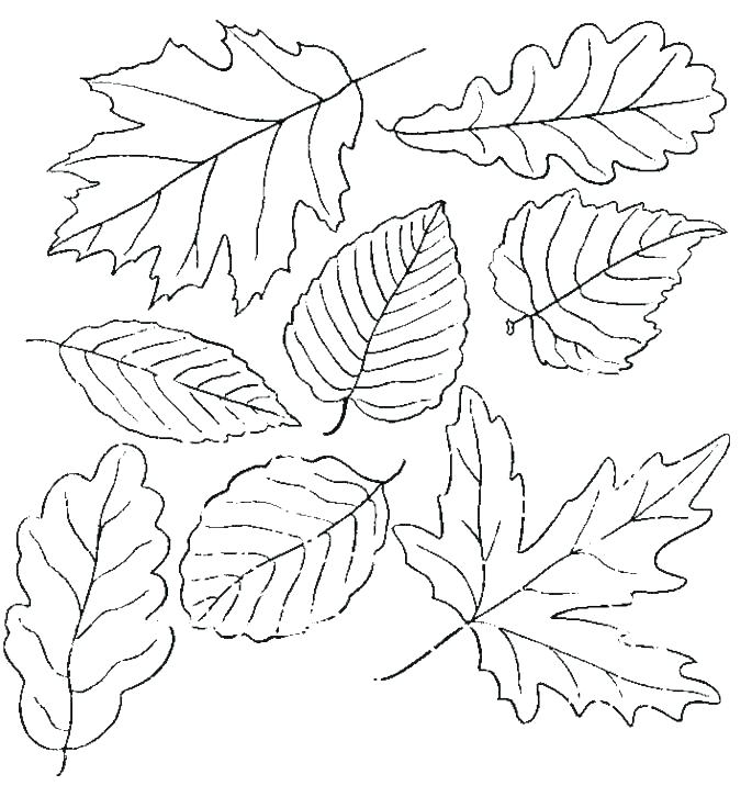 Autumn Leaf Outline Drawing at GetDrawings | Free download