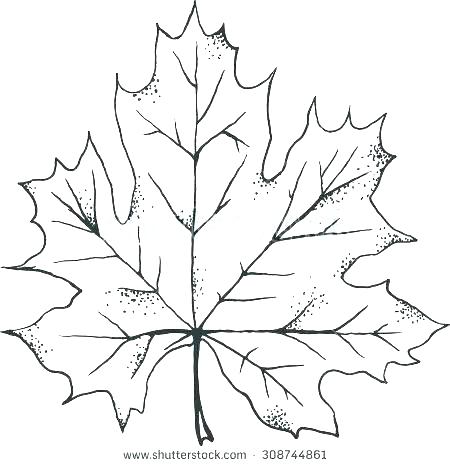 450x466 Autumn Leaves Outline Vector
