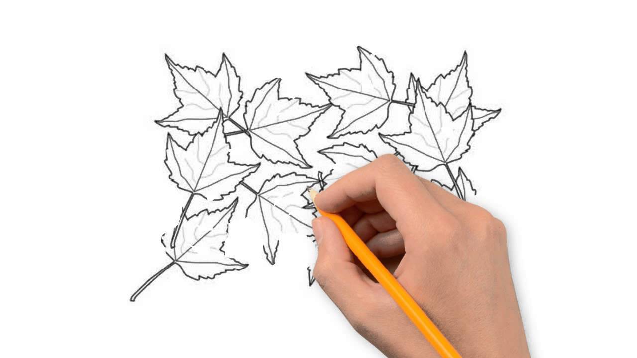1280x720 Autumn Leaves Nature Pencil To Draw Step By Step