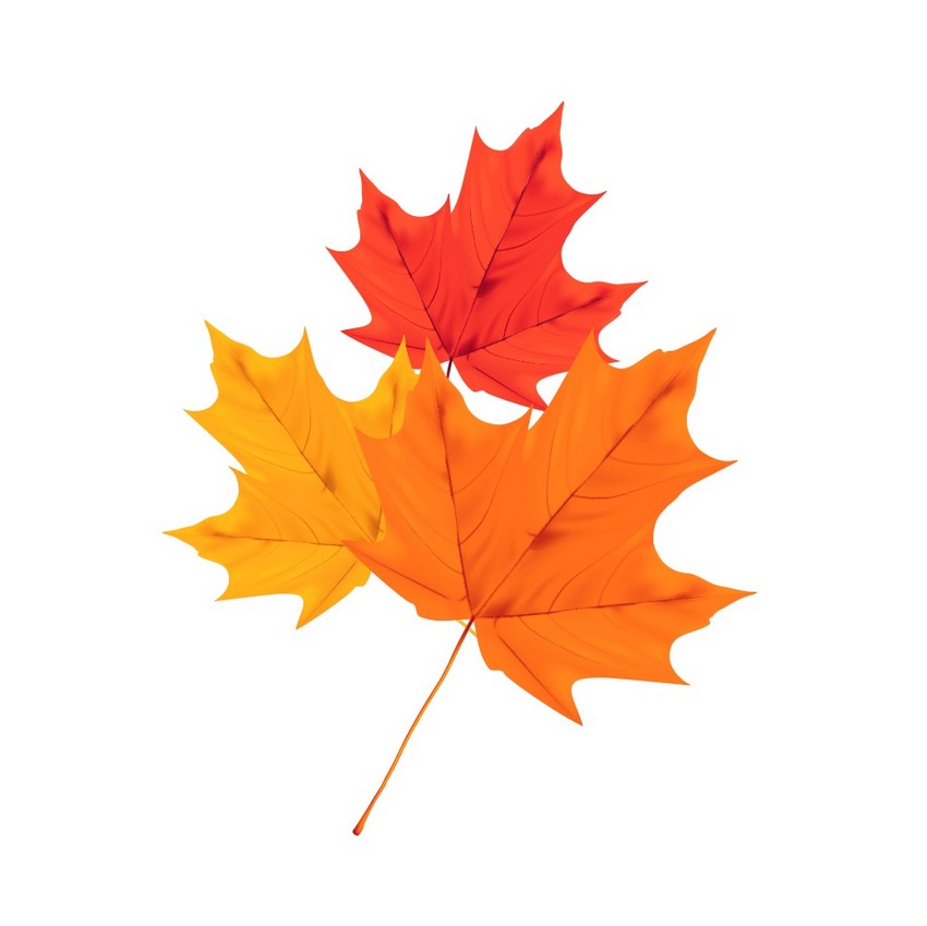 850x849 How To Draw Autumn Leaves On Old Paper And A Wooden Background