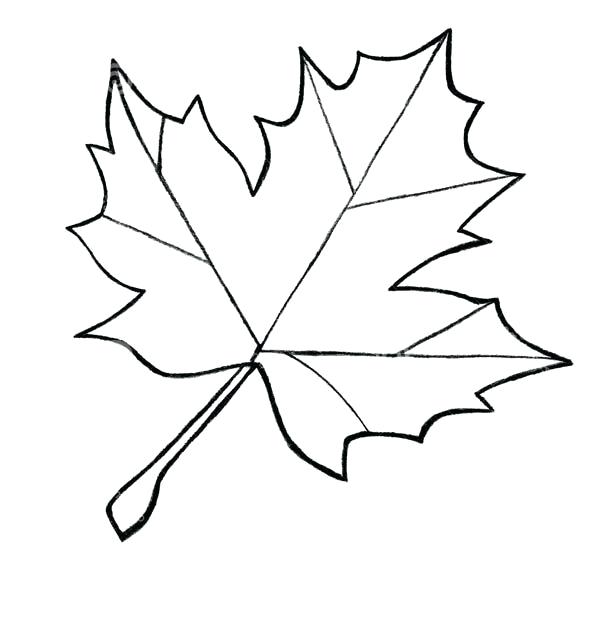 600x624 Autumn Leaf Outline Drawings Image Result For Maple Leaf Pattern
