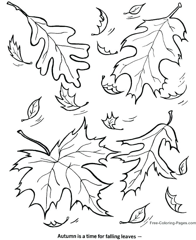670x820 Autumn Leaf Outline Vector Leaves Coloring Page Maple Leaf Is