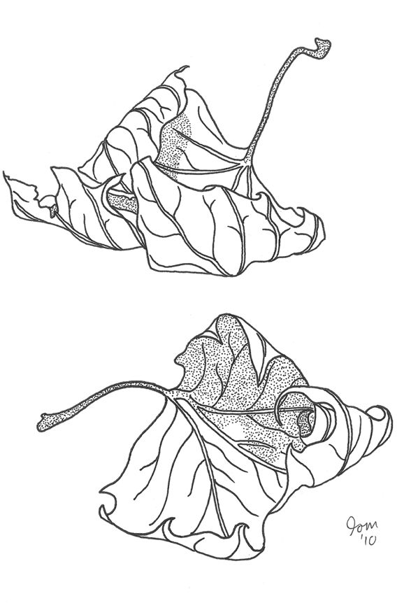 598x862 96 Best Autumn Images On Autumn Leaves, Botany