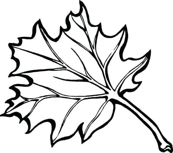 600x531 Autumn Leaves Coloring Pages Autumn Leaf Coloring Pages Printable