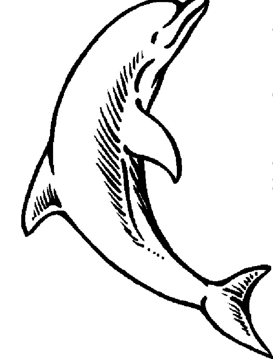 900x1182 Cute Baby Dolphin Coloring Pages Wagashiya