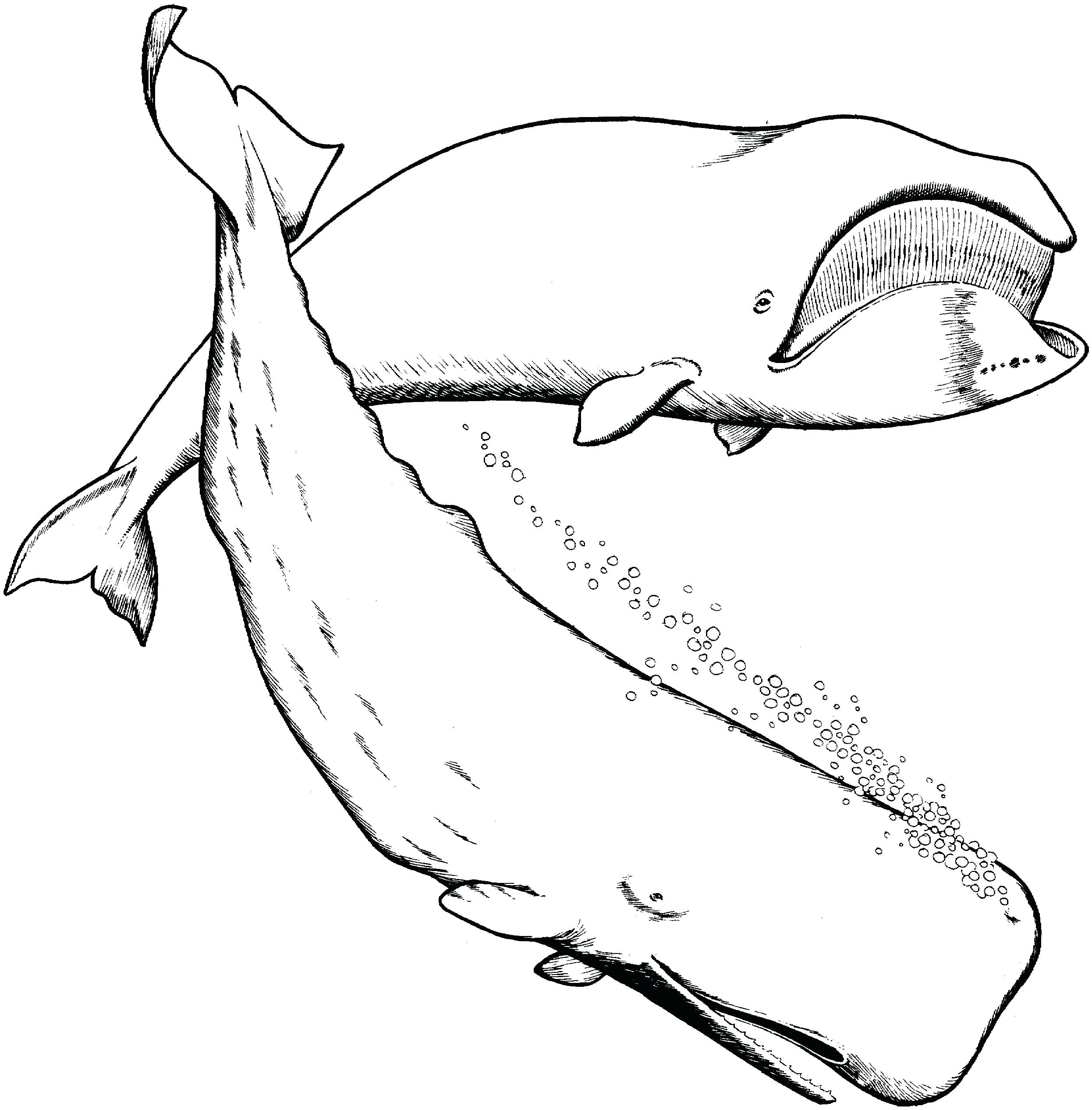 2492x2532 Cute Baby Dolphin Coloring Pages Free Printable Dolphins Animals