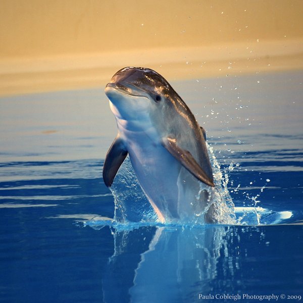 600x600 Baby Dolphin By La Vita A Bella