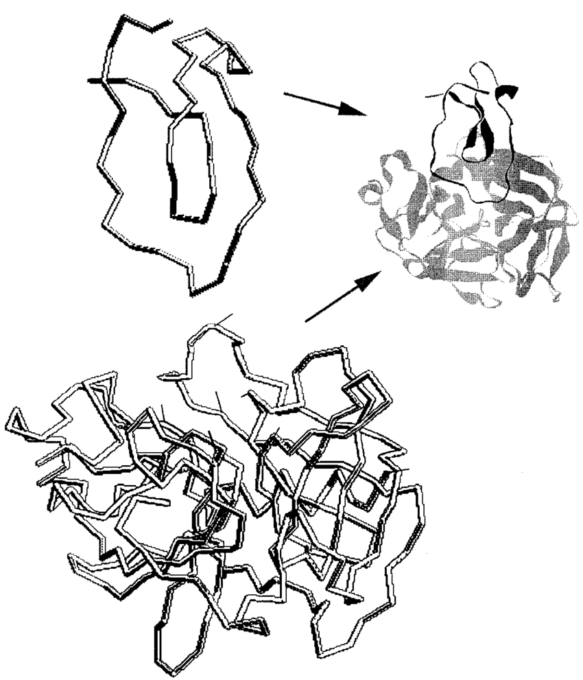 850x991 Nteraction Between Elastase And The Inhibitory Domain Of Trappin 2