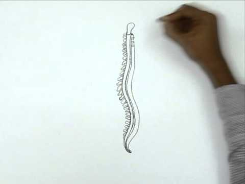 480x360 How To Draw A Human Spinal Cord