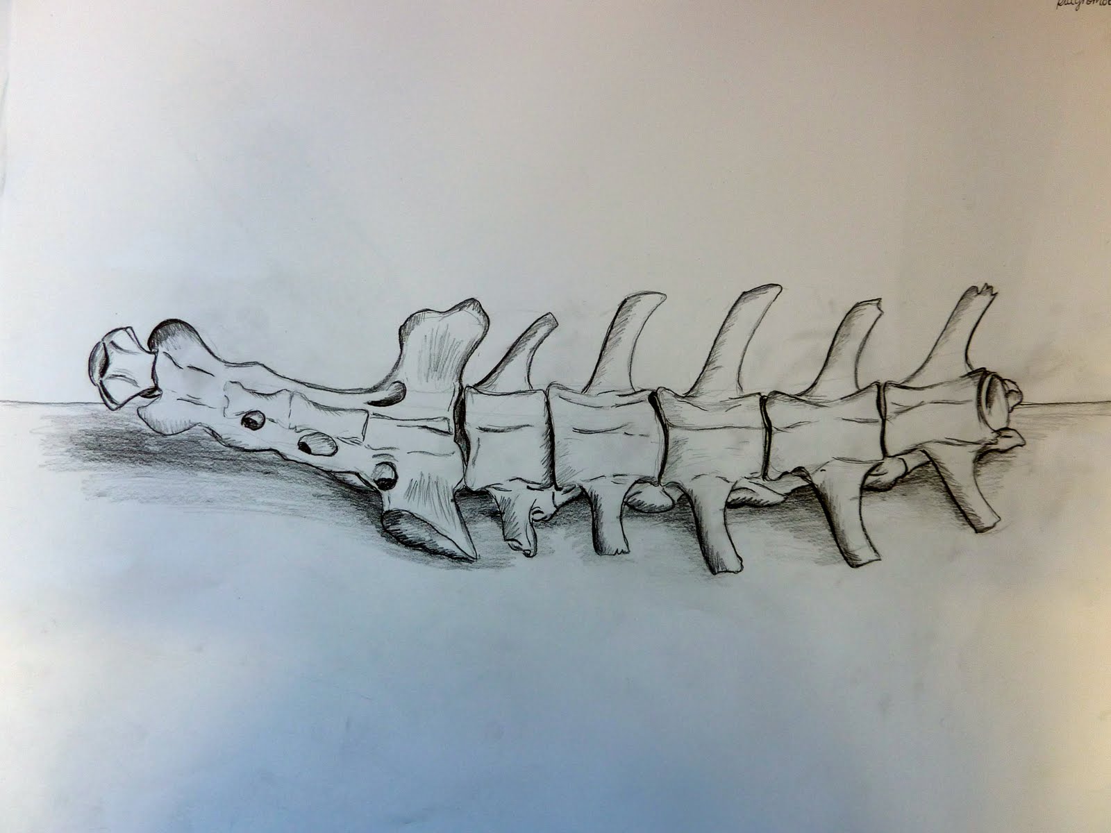 1600x1200 Scc Art Back Bones