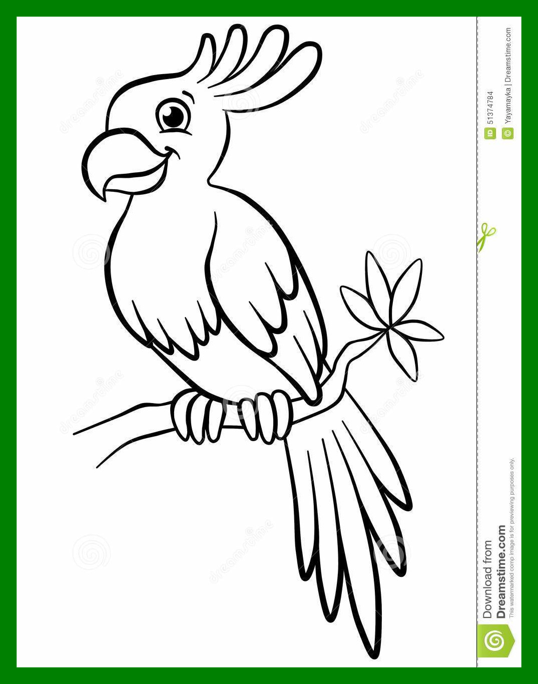 1075x1366 Coloring Parrot Drawing 22 Vector Big Cacatuidae Grey Backdrop