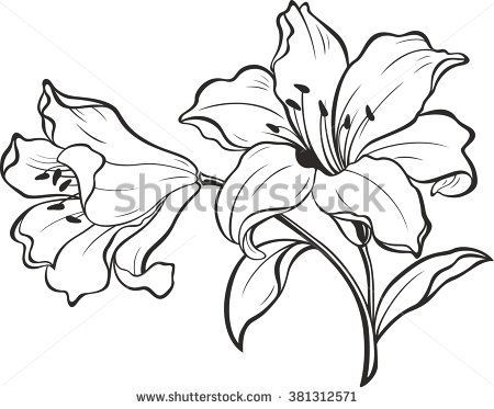 450x373 Lily Flowers. Blooming Lily. Card Or Floral Background