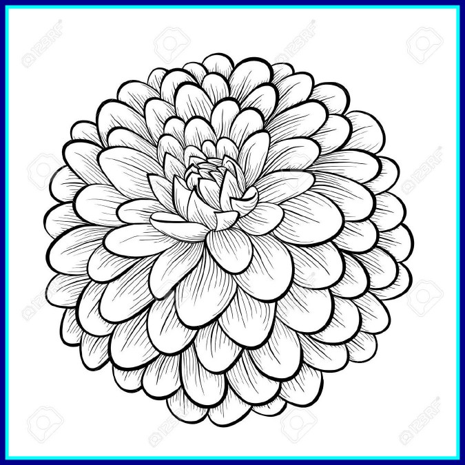 675x675 Marvelous Svd Monochrome Black And White Dahlia Flower Image