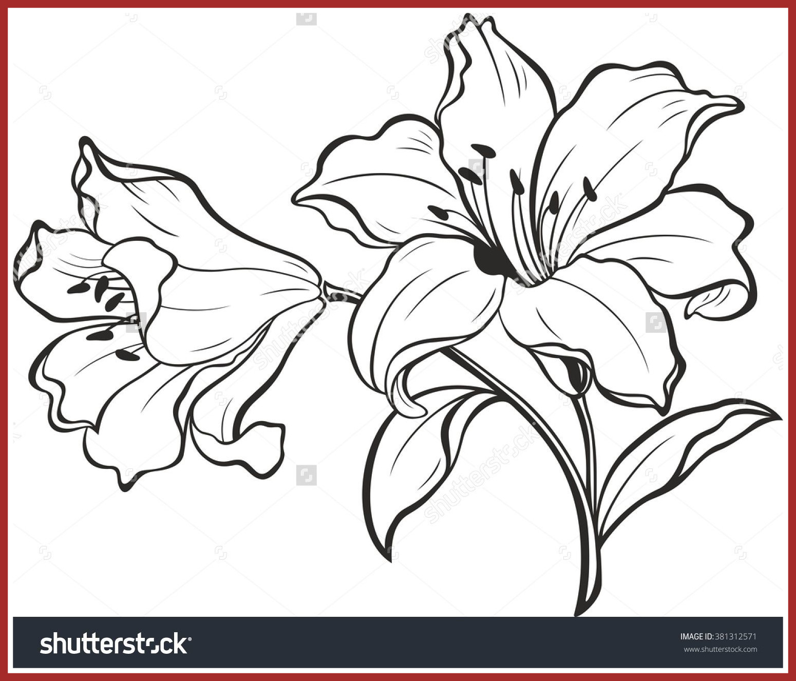 1550x1326 Shocking Lily Flowers Blooming Card Or Floral Background