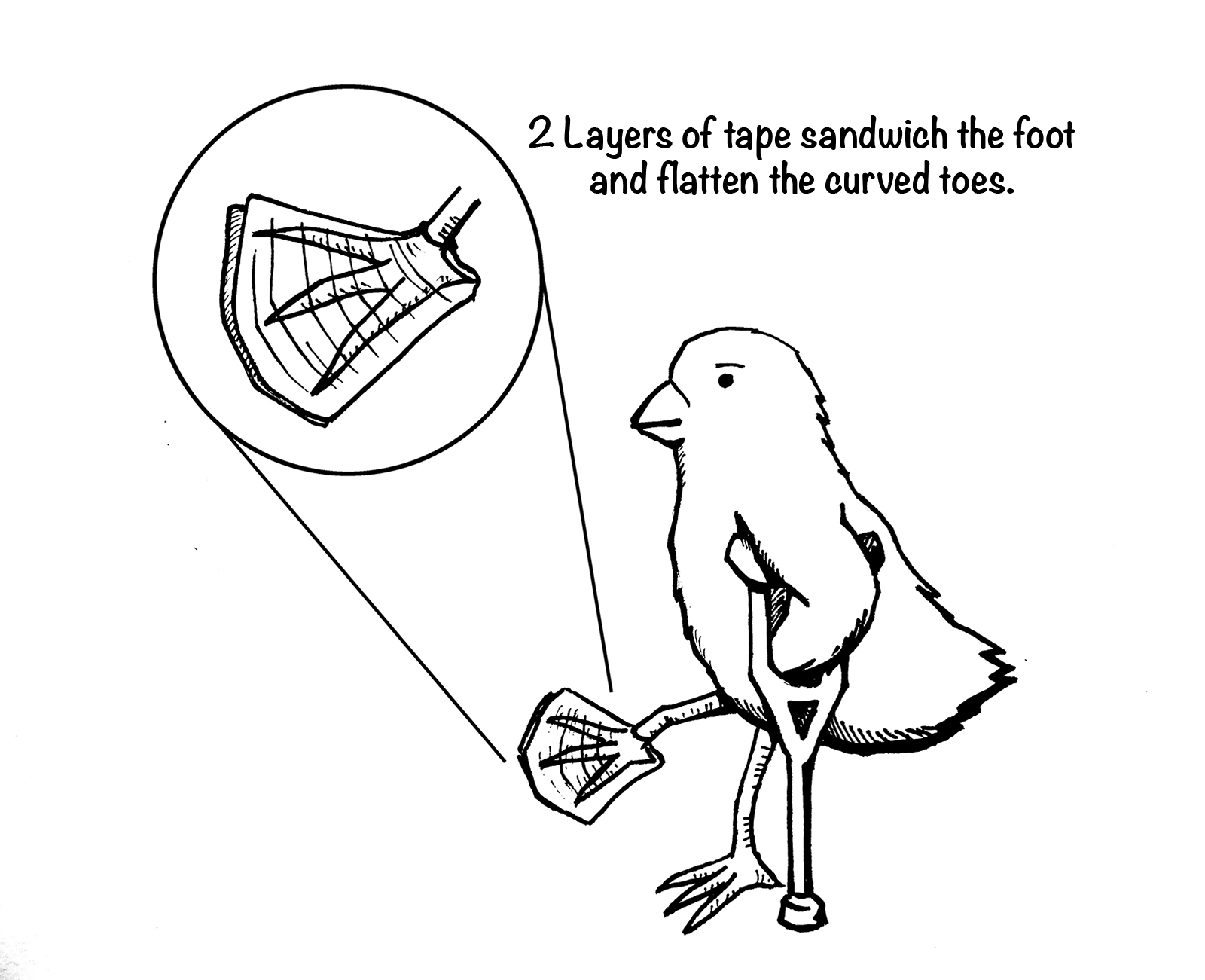 1600x1301 My Chick's Toes Are All Curled Up What's Wrong With Her From My