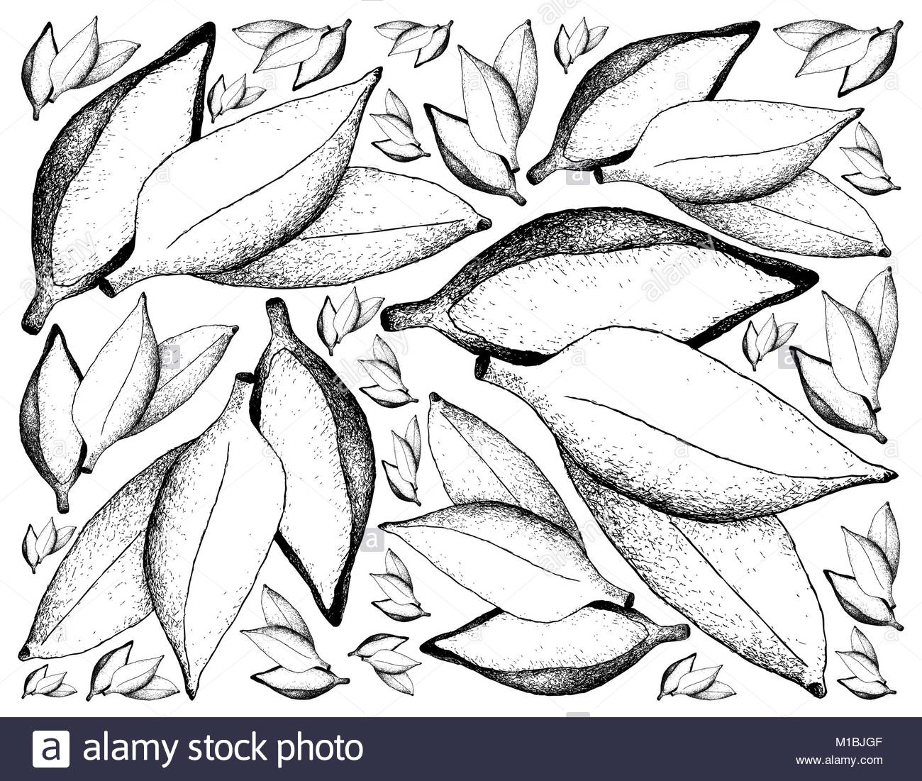 1300x1101 Fruit, Illustration Background Of Hand Drawn Sketch Of Fresh Ripe