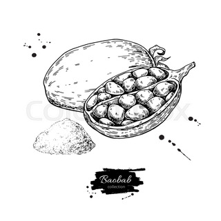 320x320 Baobab Tree Vector Drawing. Isolated Hand Drawn Botanical