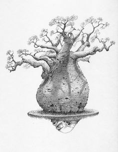236x303 Baobab Sketch